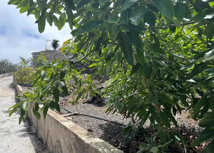 公寓 Tenerife Ecolife By Estrella Del Norte 加拉奇科